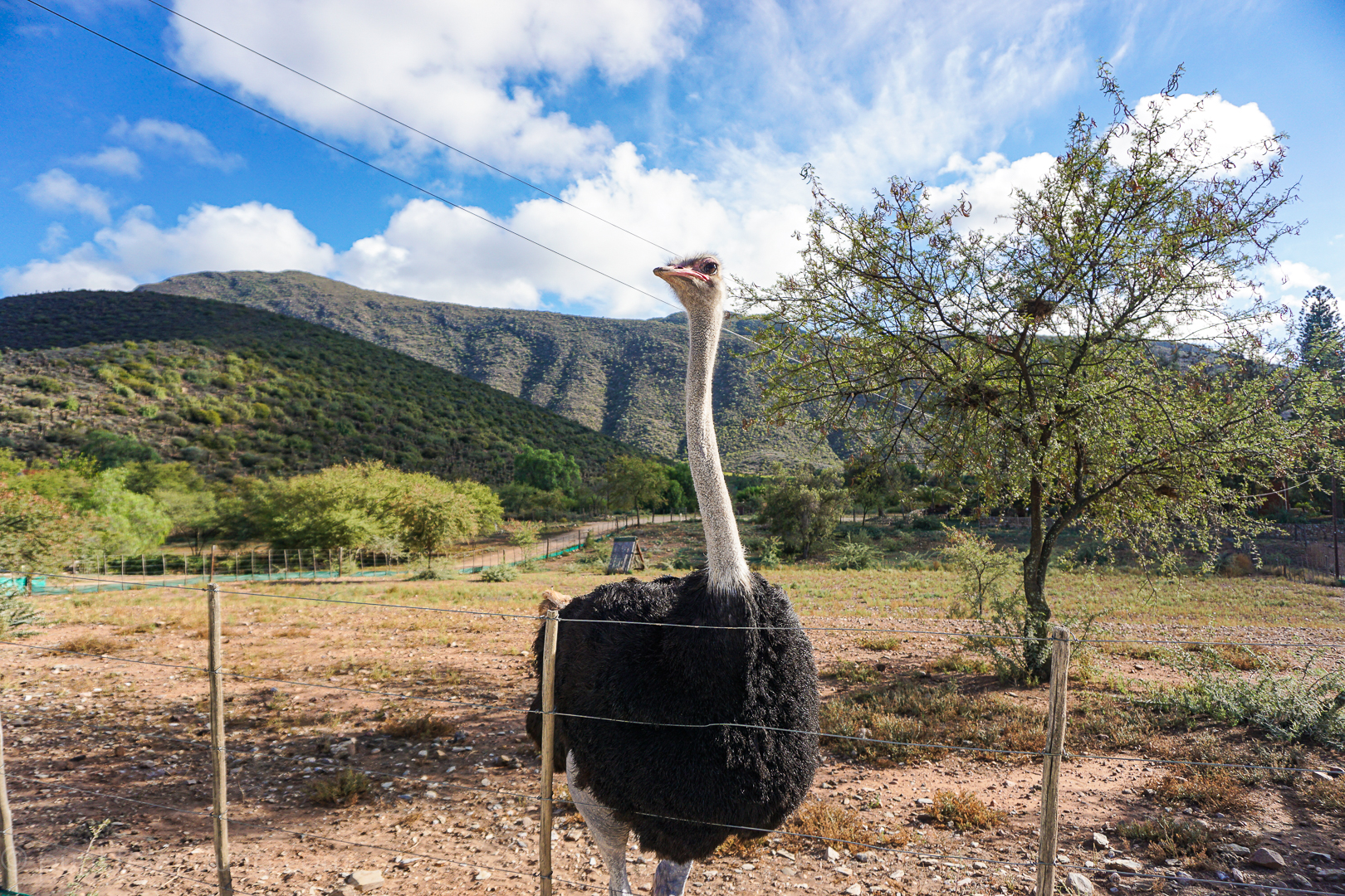 OUDTSHOORN & KLEIN KAROO Südafrika 2019 Teil 6