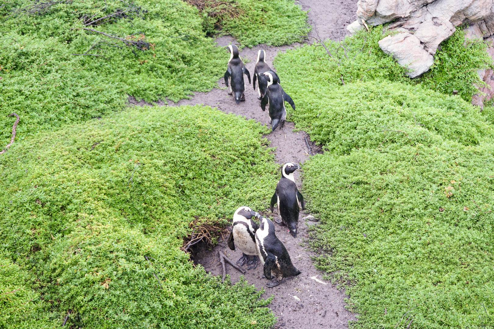 PINGUINE AM BETTY’S BAY, SAFARI IN MOSSEL BAY Südafrika 2019 Teil 2